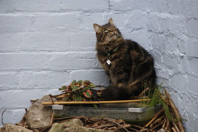 Cat sitting on wall