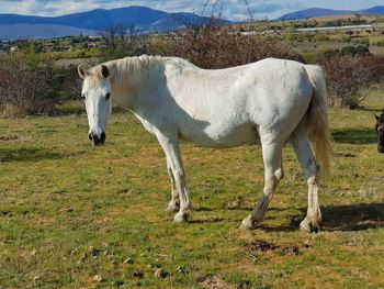 Horse standing in a field