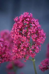 Close-up of pink flowers