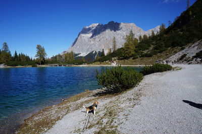 Dog on lake by mountains against clear sky
