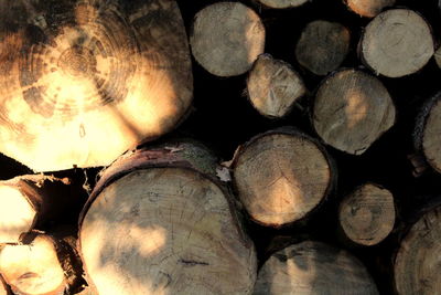 Full frame shot of logs in forest