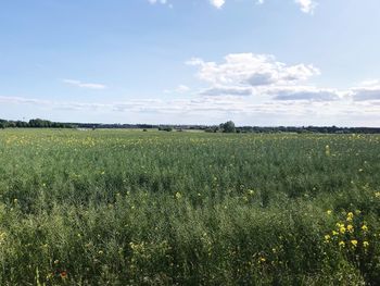 Scenic view of field against sky