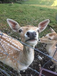 Portrait of an animal on field