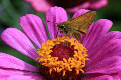 Close-up of butterfly pollinating on pink flower