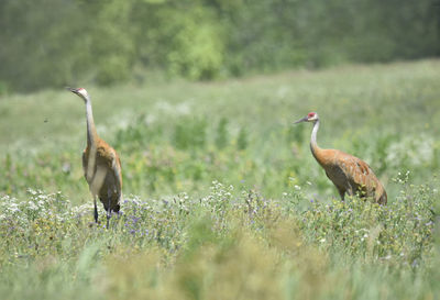 Cranes on a field