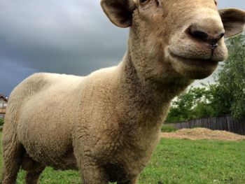 Sheep on field against cloudy sky