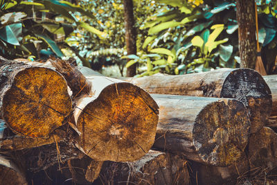 Close-up of logs in forest