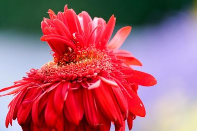 Close-up of red daisy flower