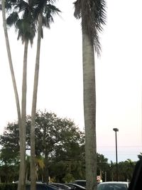 Palm trees against clear sky