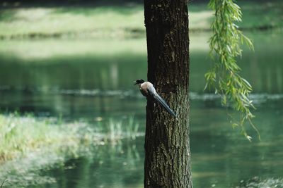 Bird perching on wooden post in lake