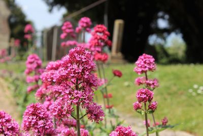 Close-up of pink flowering plants