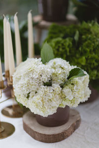 Close-up of potted plant on table