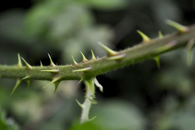 Close-up of succulent plant