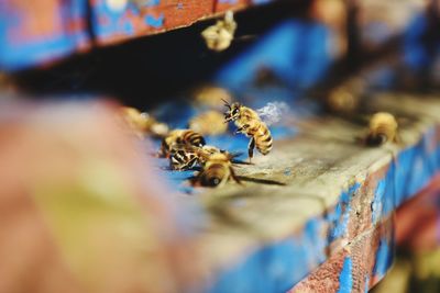 Close-up of bee on wood