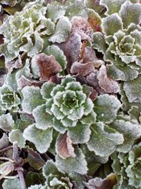 Full frame shot of frozen plant