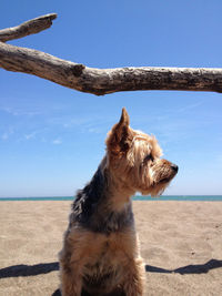 Dog on beach against sky