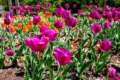 Close-up of purple crocus blooming outdoors