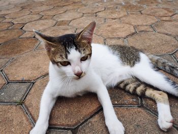 High angle portrait of cat relaxing on footpath