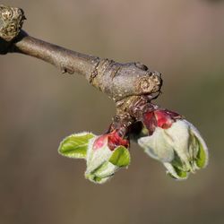 Close-up of insect on flower