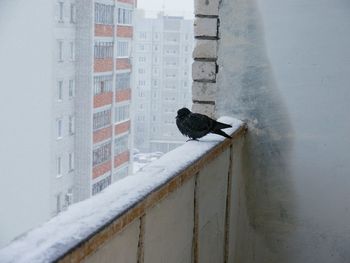 Bird perching on snow