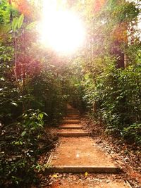 Footpath amidst trees