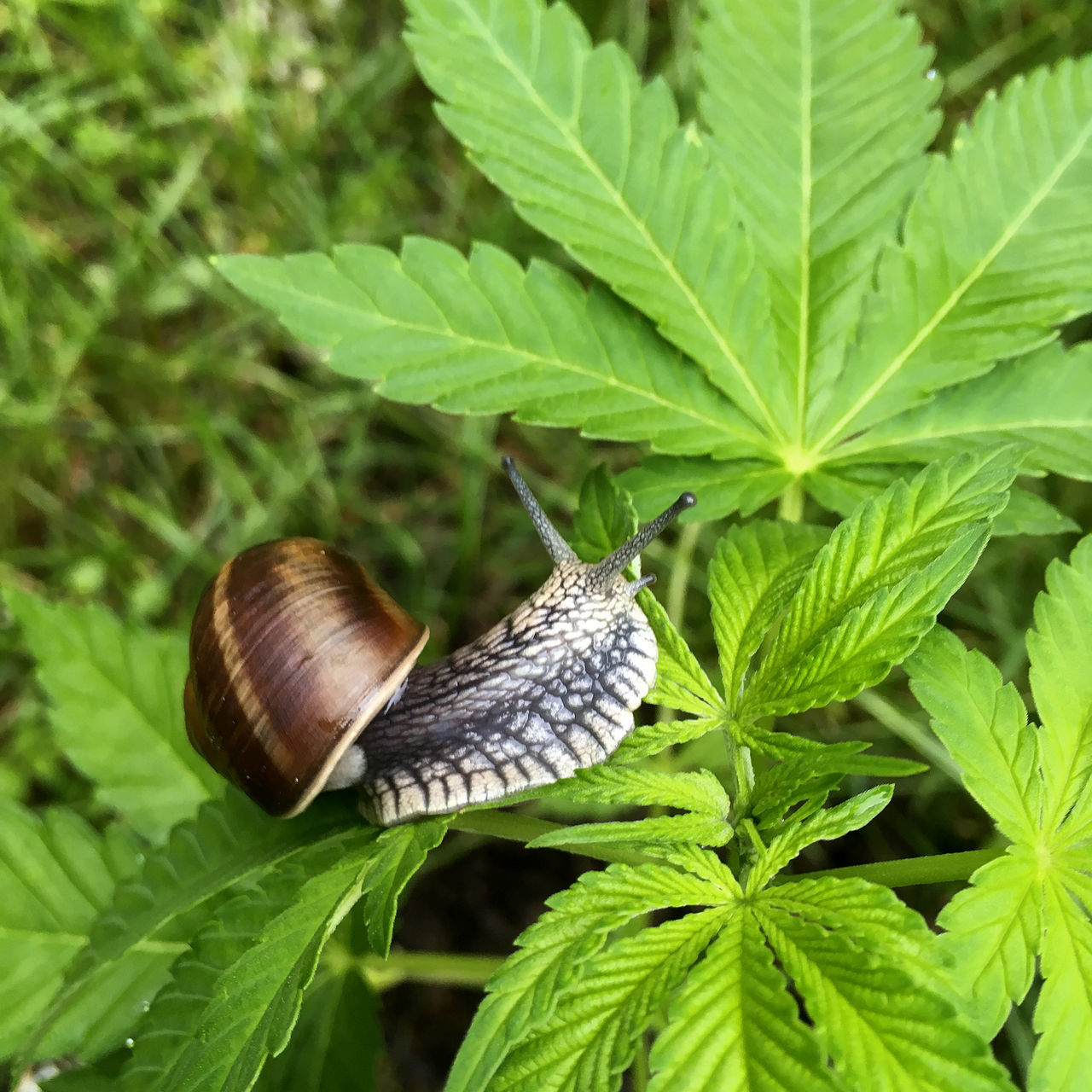 CLOSE-UP OF BUTTERFLY ON GREEN LEAF