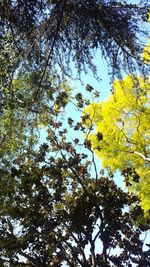 Low angle view of trees against sky