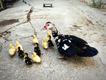 High angle view of duck on footpath