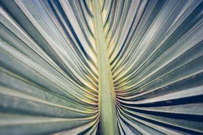 Full frame shot of palm leaves