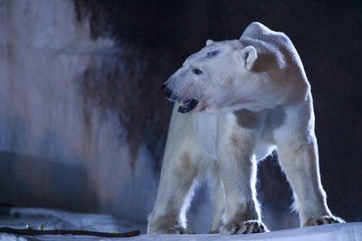 Close-up of polar bear standing on land during winter