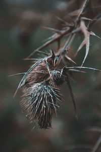 Close-up of dried plant