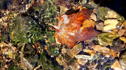 Close-up of autumn leaves on rocks