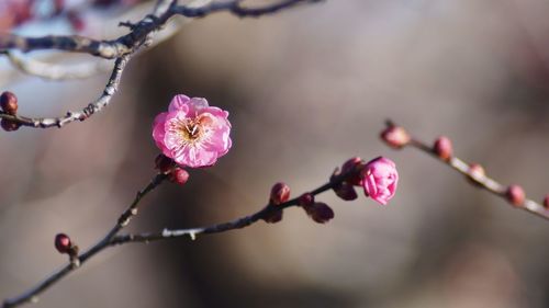 Close-up of pink flowers