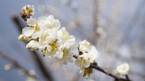 Close-up of white cherry blossom tree