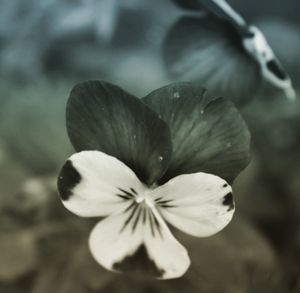 Close-up of white flower