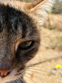 Close-up portrait of a cat