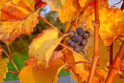 Close-up of grapes in vineyard