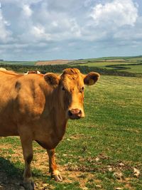 Cows in a field