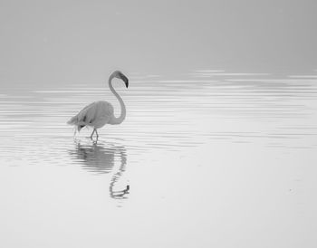 Flamingo with reflection in lake