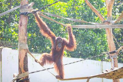 Orangutan hanging on rope in zoo