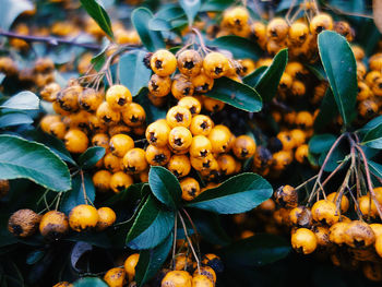 Close up of sea buckthorn fruits