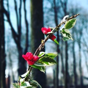 Close-up of red flower blooming on tree