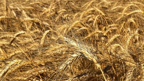 Close-up of wheat growing on field