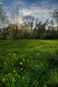 Scenic view of field against sky