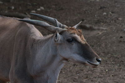 Close-up of deer on field