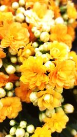 Close-up of yellow flowers