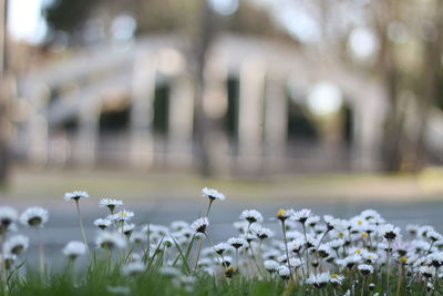 Close-up of white flowering plants on field