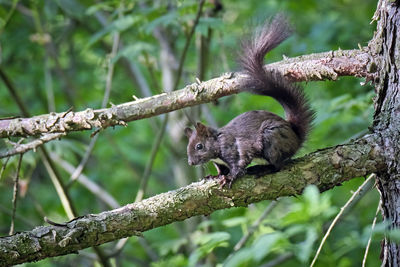 Squirrel on a tree