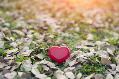 Close-up of heart shape made from pink flowers