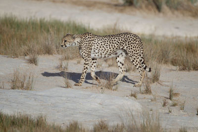 View of a cat on field